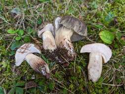 Image of Tylopilus variobrunneus Roody, A. R. Bessette & Bessette 1998