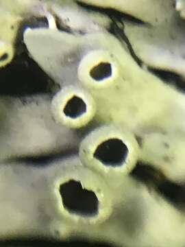 Image of shield lichen