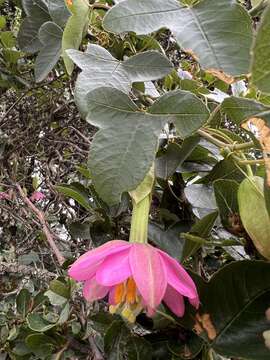 Image of Passiflora glaberrima (A. Juss.) Triana & Planch.