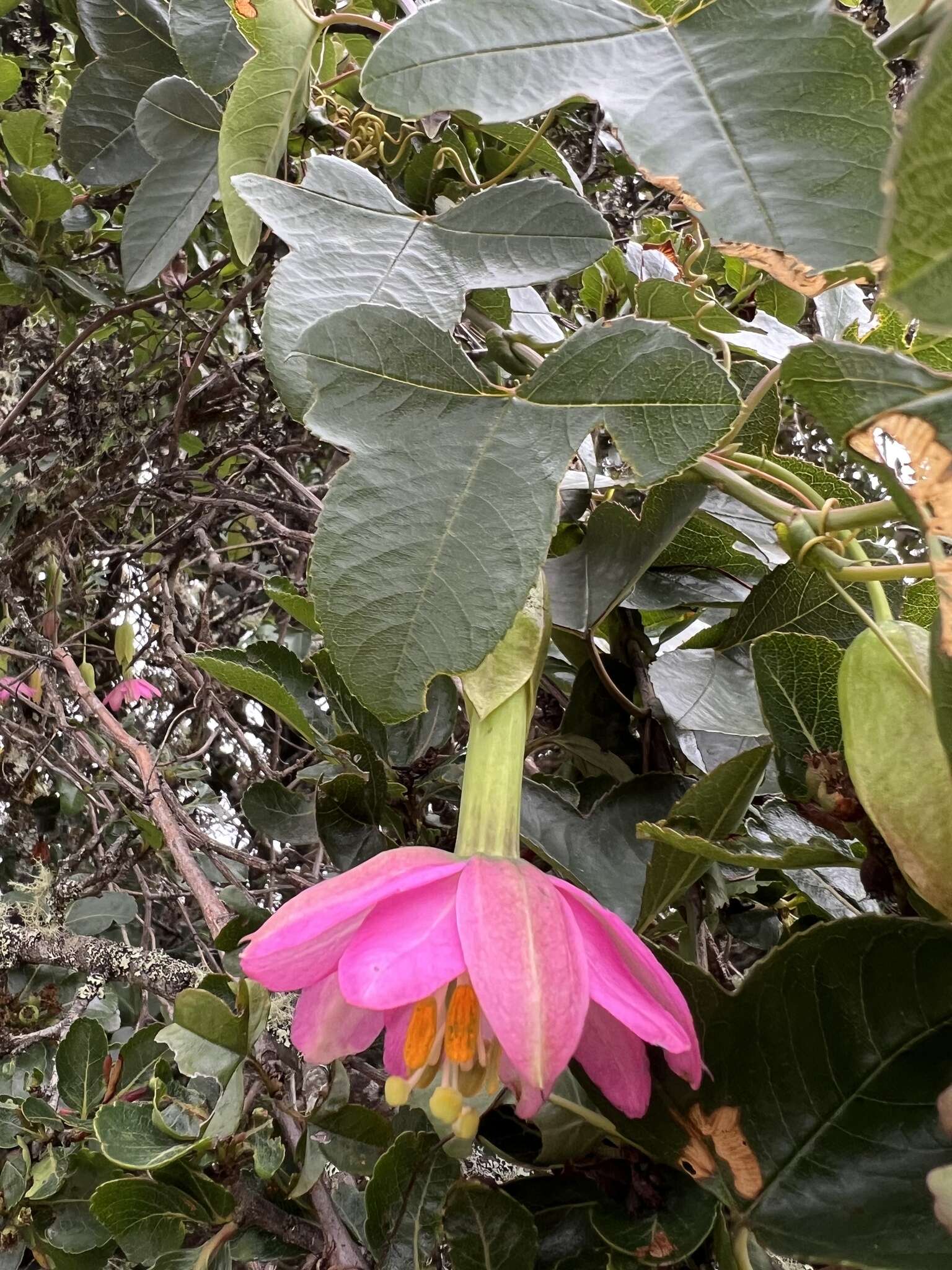 Passiflora glaberrima (A. Juss.) Triana & Planch.的圖片