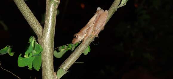 Imagem de Dendropsophus columbianus (Boettger 1892)