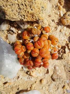 Image de Dicrocaulon humile N. E. Br.