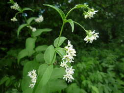 Image of white swallow-wort