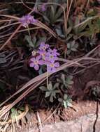 Image de Primula specuicola Rydb.