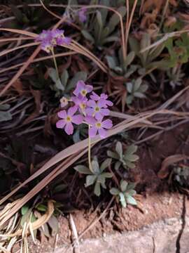 Image de Primula specuicola Rydb.