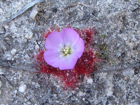 Image of Drosera acaulis L. fil.