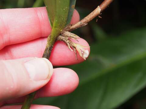 Plancia ëd Scaphyglottis bilineata (Rchb. fil.) Schltr.