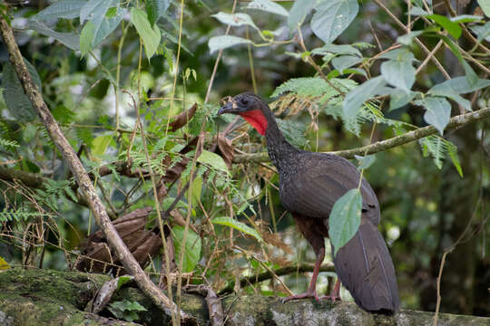 Image of Spix's Guan