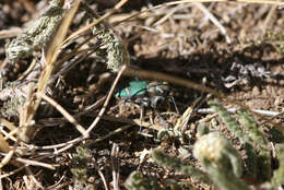 Image of Cowpath tiger beetle