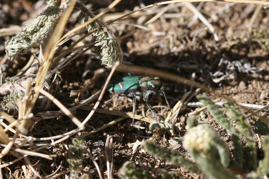 Image of Cowpath tiger beetle