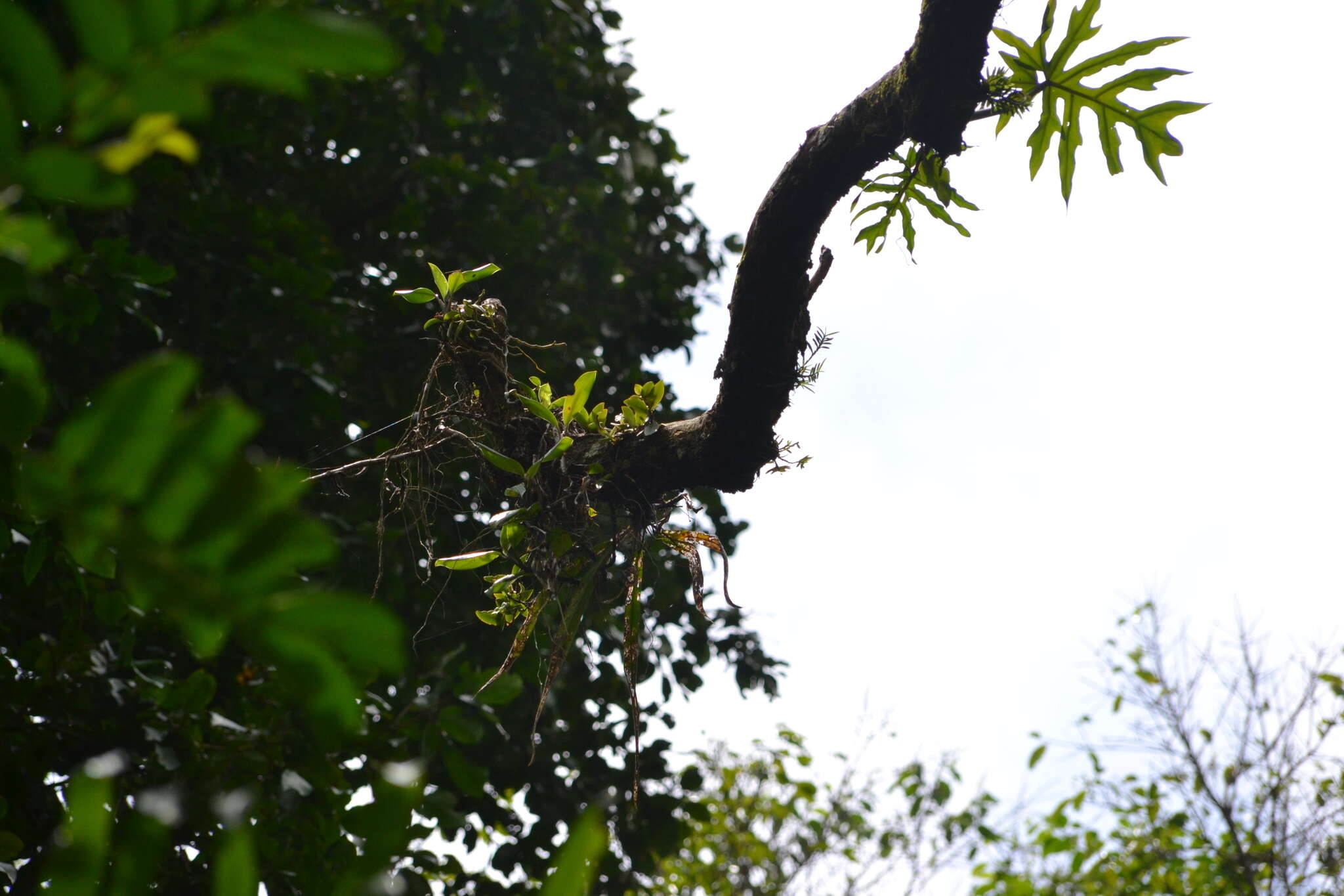 Image of Philodendron radiatum var. radiatum