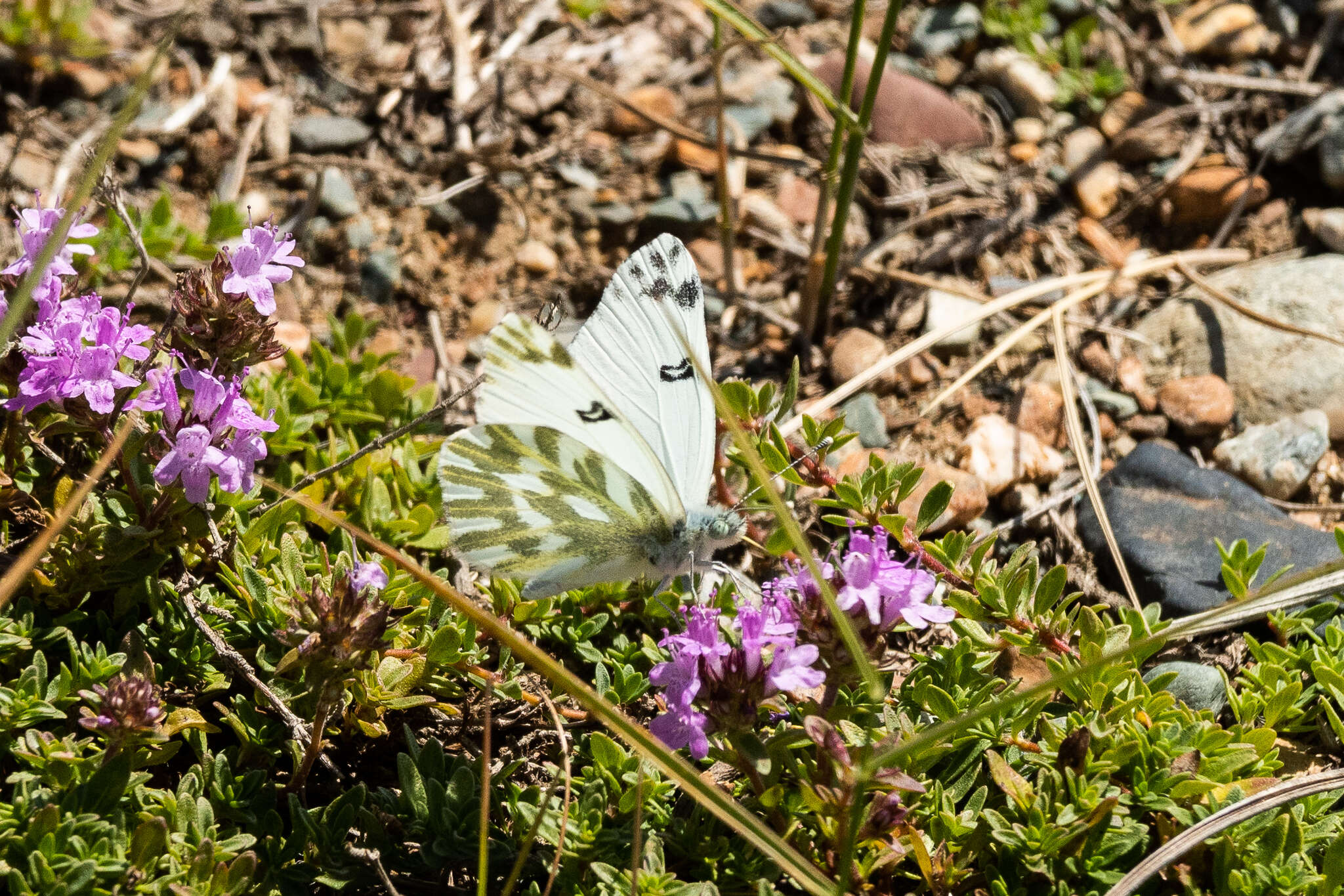 Image of Pontia chloridice (Hübner (1813))