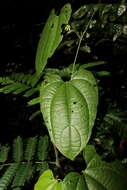 Image of Dalechampia heterobractea Armbr.