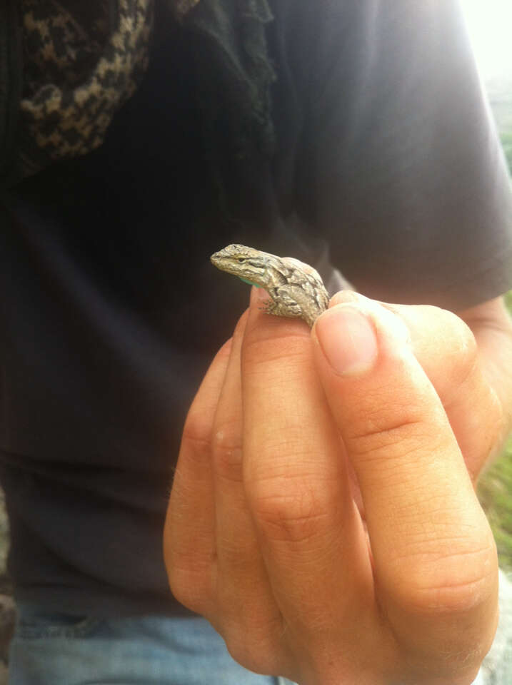 Image of Texas Tree Lizard