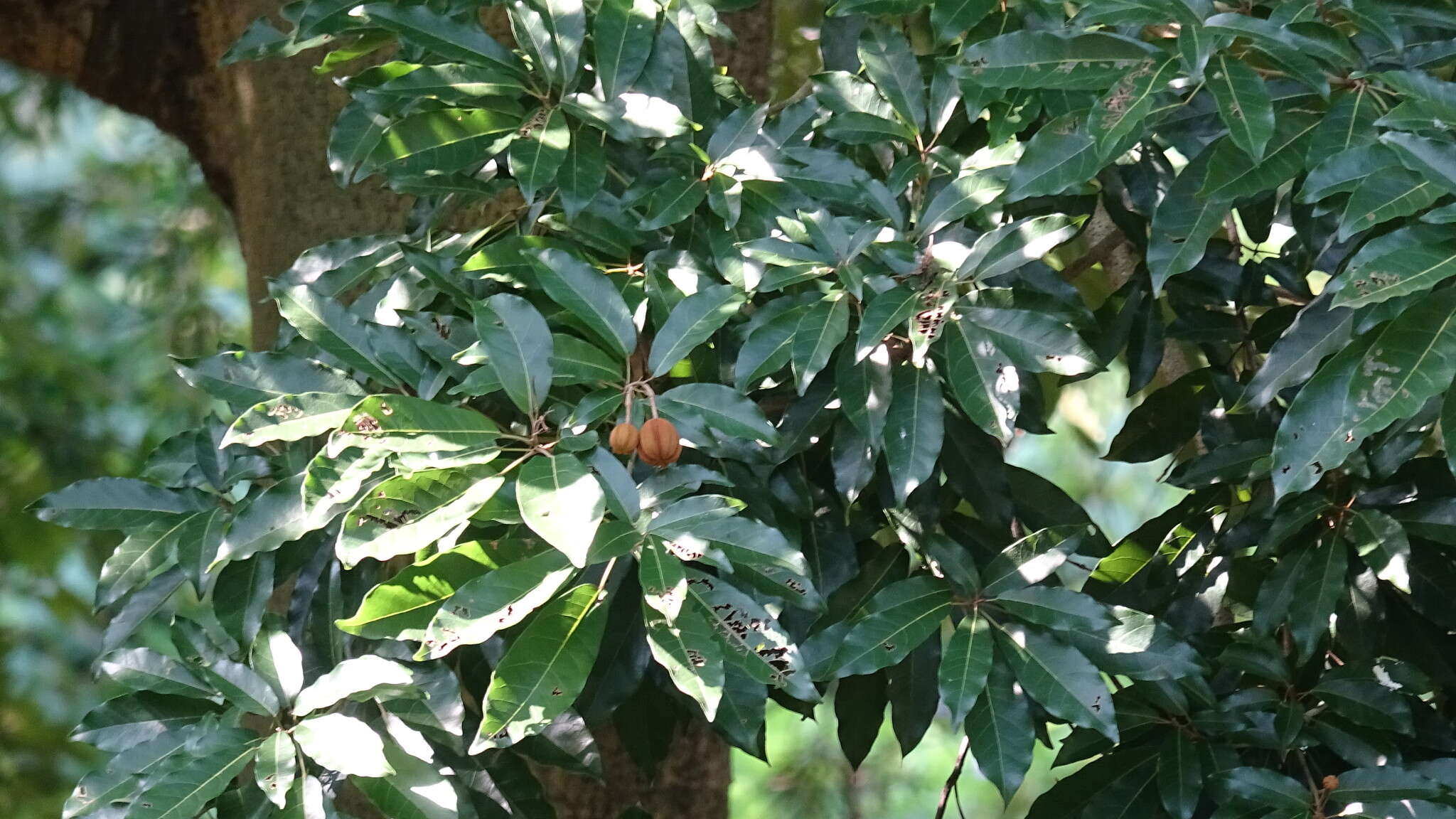 Image of Reevesia formosana Sprague