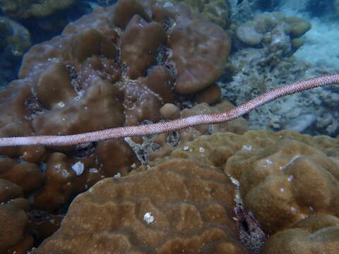 Image of Delicate sea whips