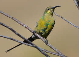 Nectarinia famosa famosa (Linnaeus 1766)的圖片