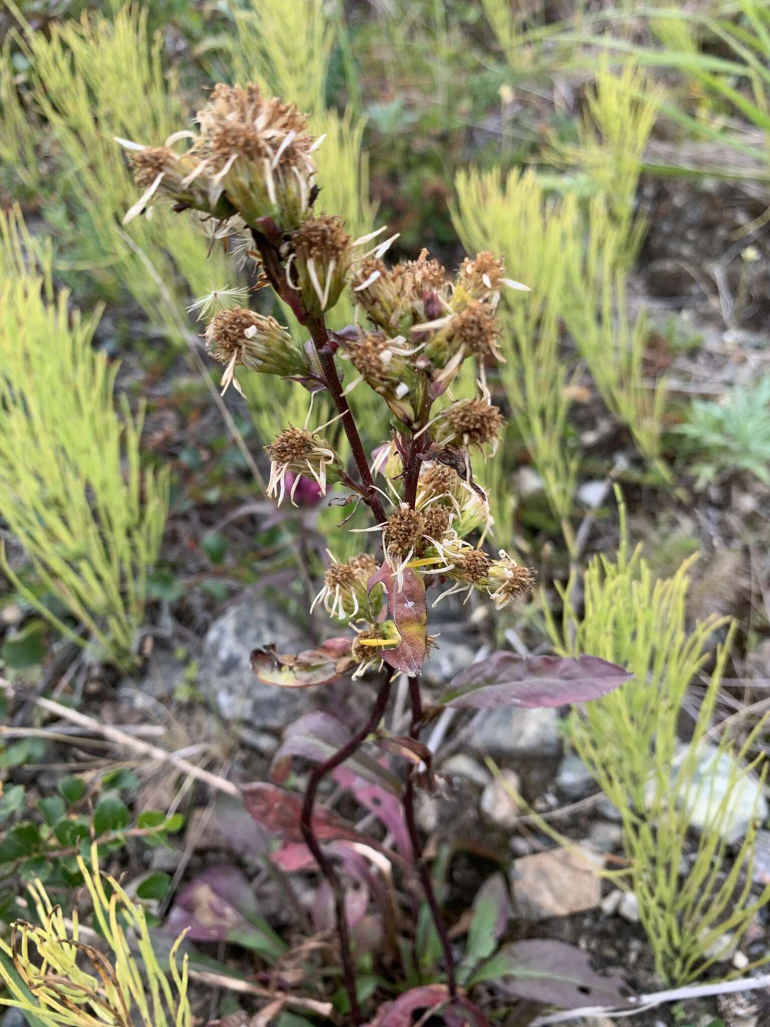 Image de Solidago virgaurea subsp. lapponica (With.) N. N. Tzvel.