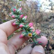 Image of Echeveria chapalensis R. Moran & C. H. Uhl