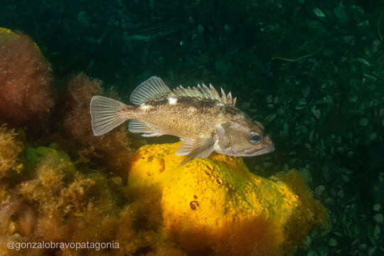 Image of Blackbelly rosefish