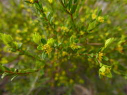 Image of Pimelea hewardiana Meissn.