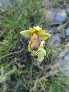 Image of Dark bee orchid