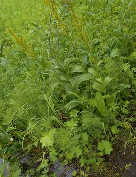 Imagem de Veratrum lobelianum Bernh.