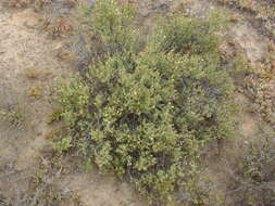 Image of Pteronia succulenta Thunb.