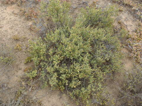 Image of Pteronia succulenta Thunb.