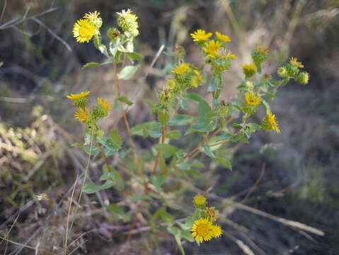 Image of subalpine gumweed