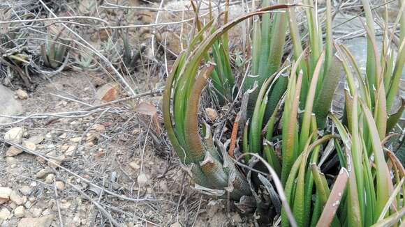 Plancia ëd Haworthiopsis longiana (Poelln.) G. D. Rowley