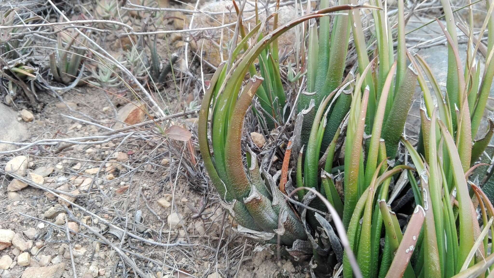 Image of Haworthiopsis longiana (Poelln.) G. D. Rowley