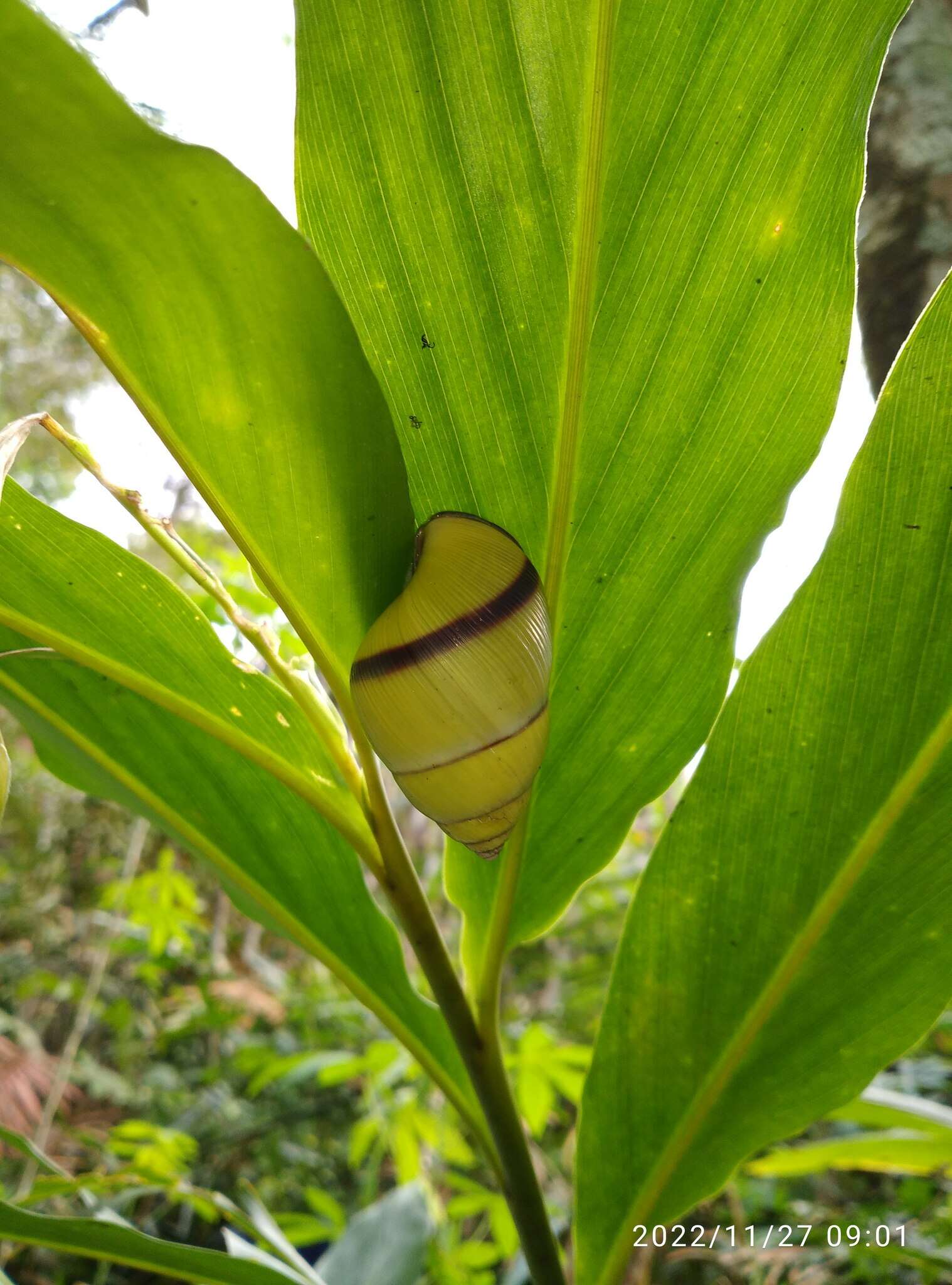 Image of <i>Amphidromus palaceus</i>