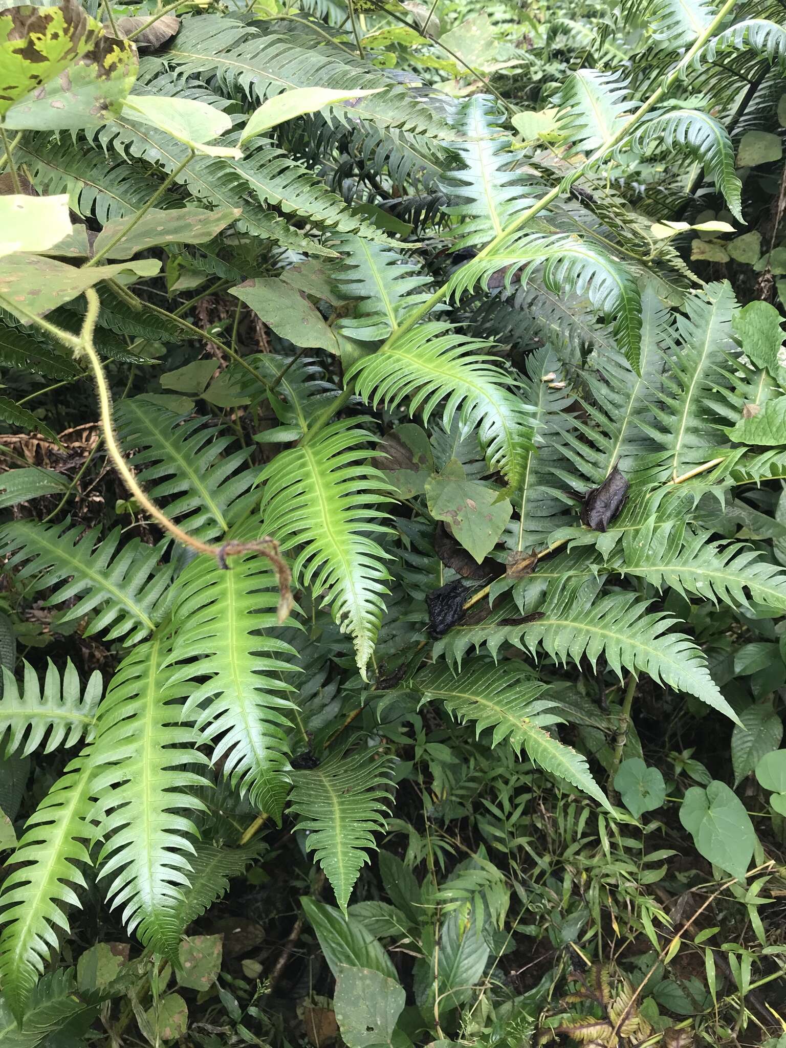 صورة Cyathea horrida (L.) Sm.