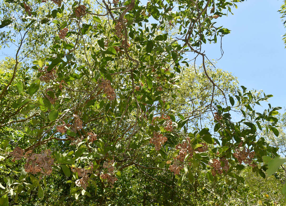 Image of Acacia oraria F. Muell.