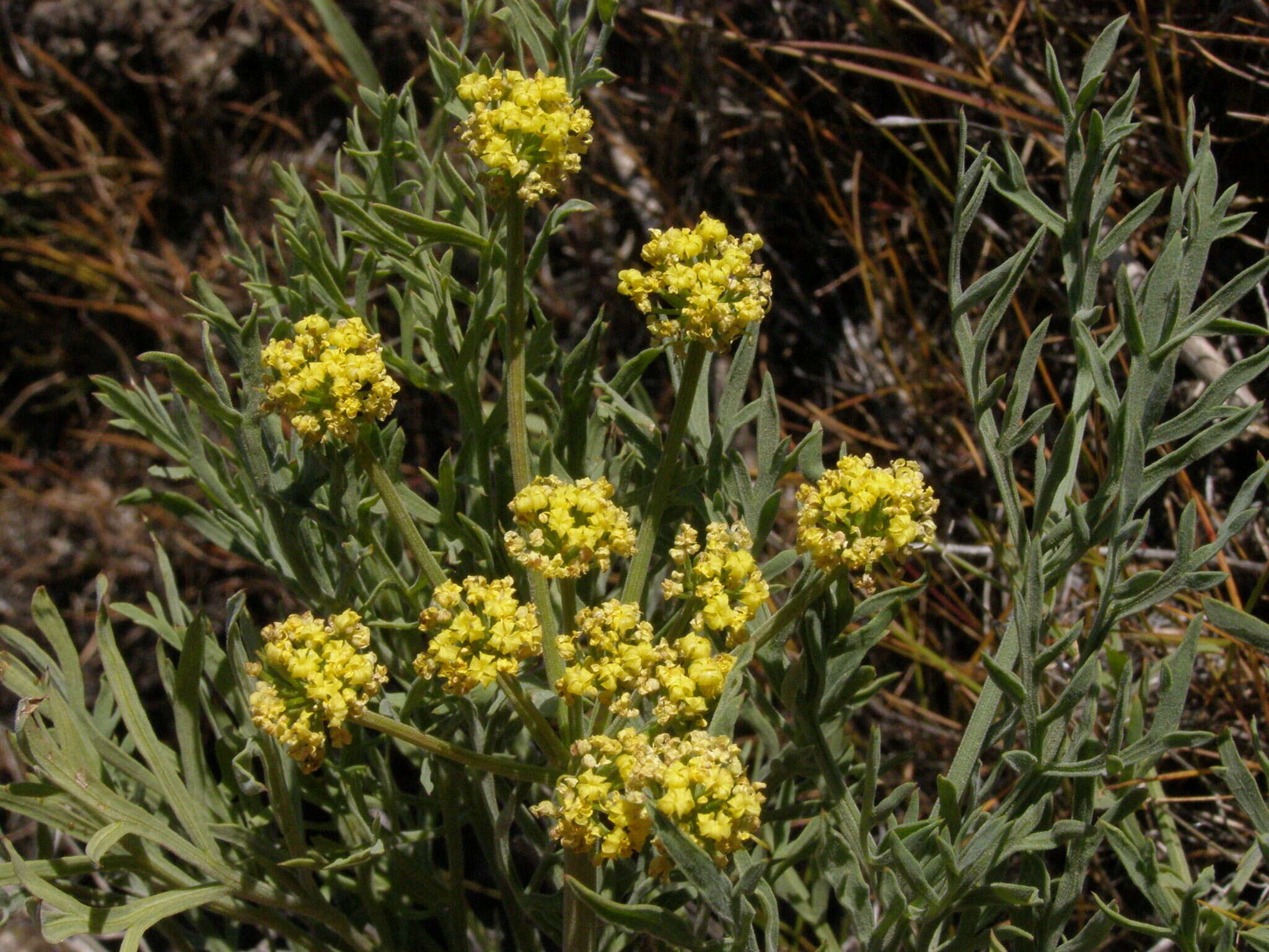 Слика од Lomatium tamanitchii Darrach & Thie