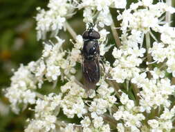 Image of Psilota decessum (Hutton 1901)