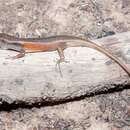 Image of Closed-litter Rainbow-skink