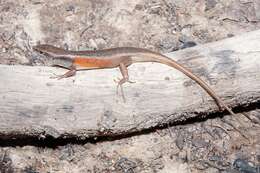 Image of Closed-litter Rainbow-skink