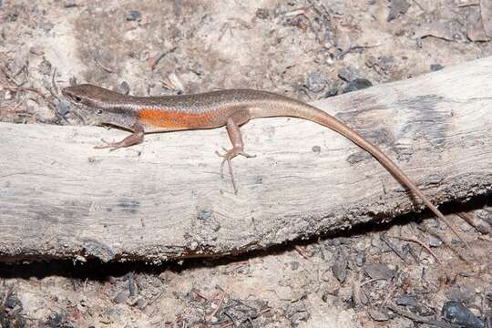 Image of Closed-litter Rainbow-skink