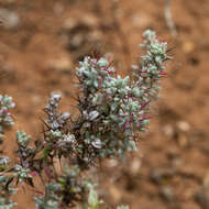 Image de Sclerolaena obliquicuspis (R. H. Anders.) Ulbr.