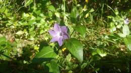 Image of Vinca difformis subsp. difformis