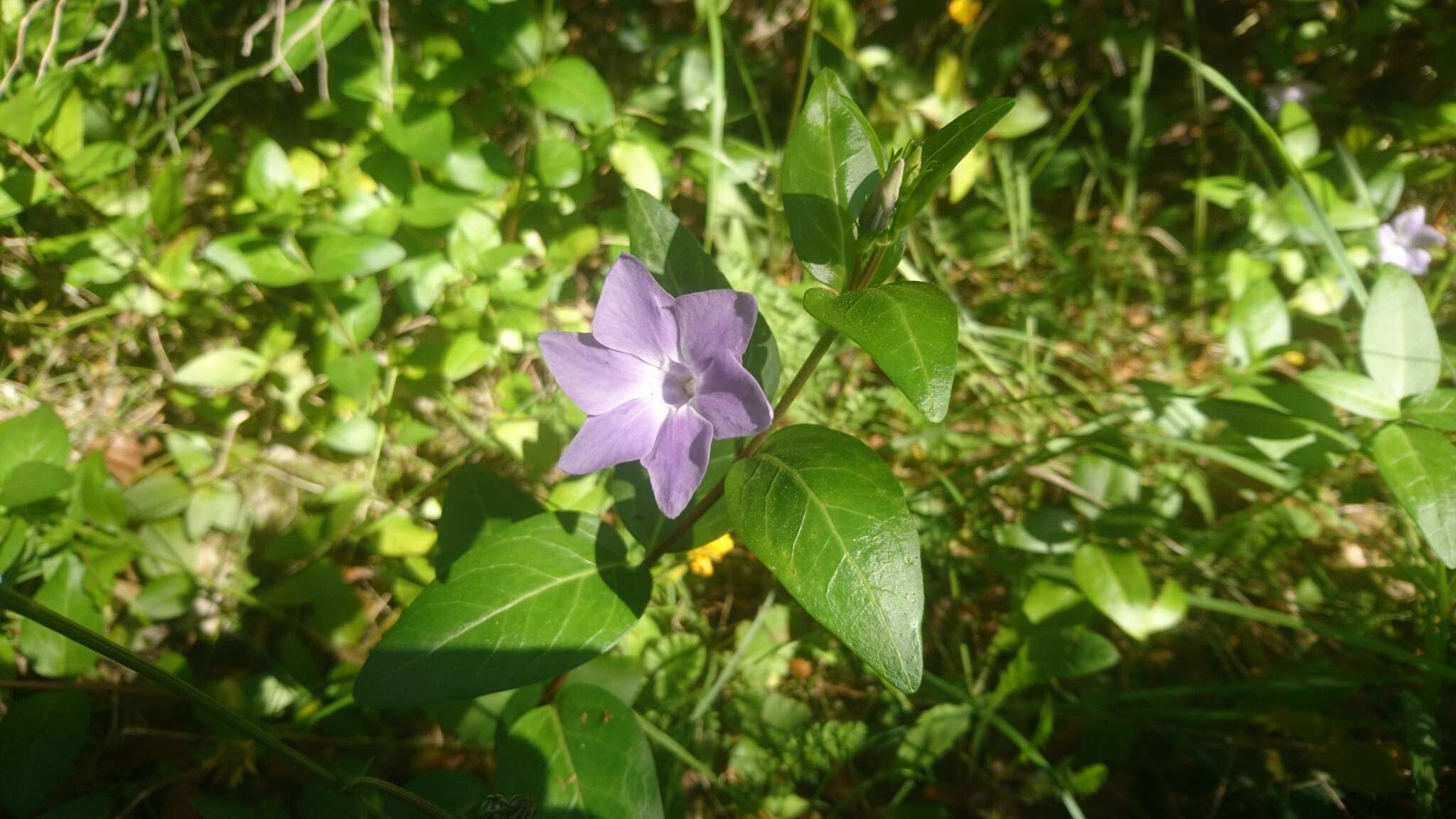 Image of Vinca difformis subsp. difformis