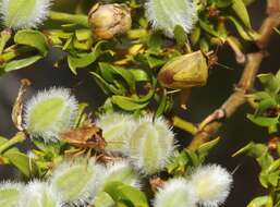 Image of Dendrocoris contaminatus Uhler 1897