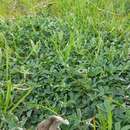 Crotalaria excisa subsp. excisa resmi