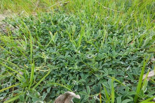 Слика од Crotalaria excisa subsp. excisa