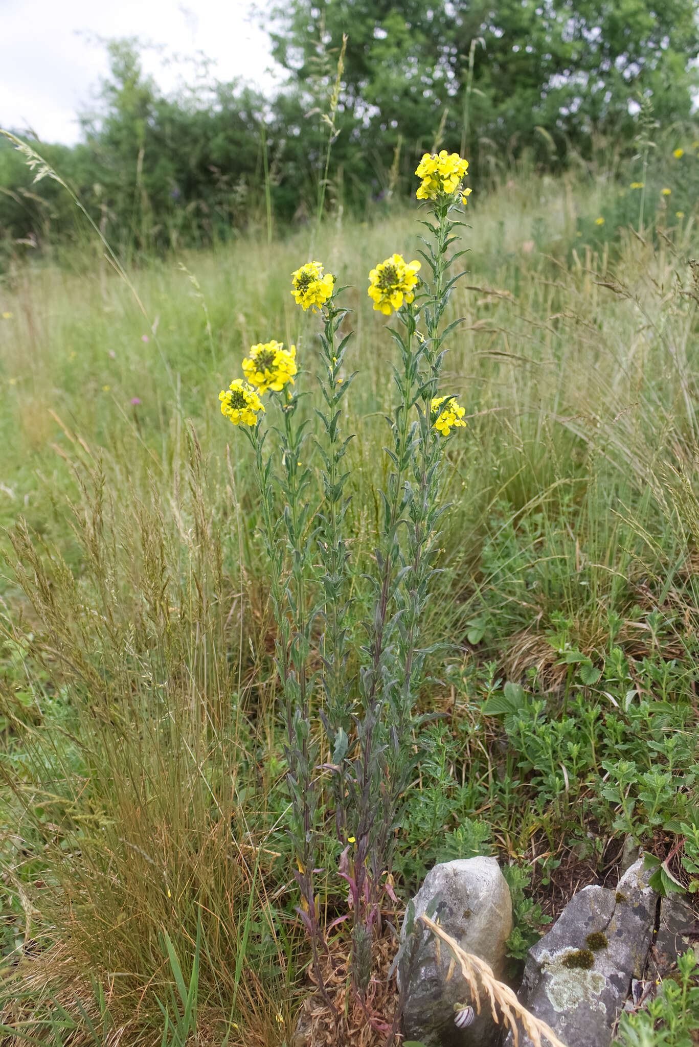 Image of smelly wallflower