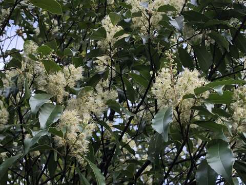 Prunus spinulosa Sieb. & Zucc. resmi