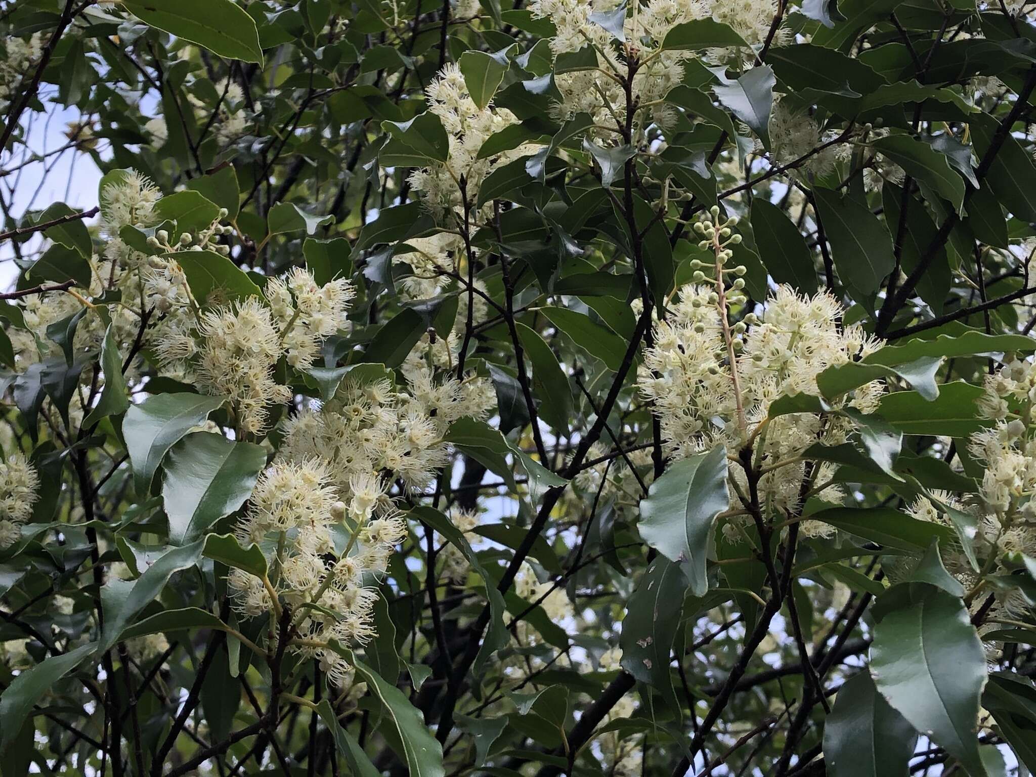 Image of Prunus spinulosa Sieb. & Zucc.