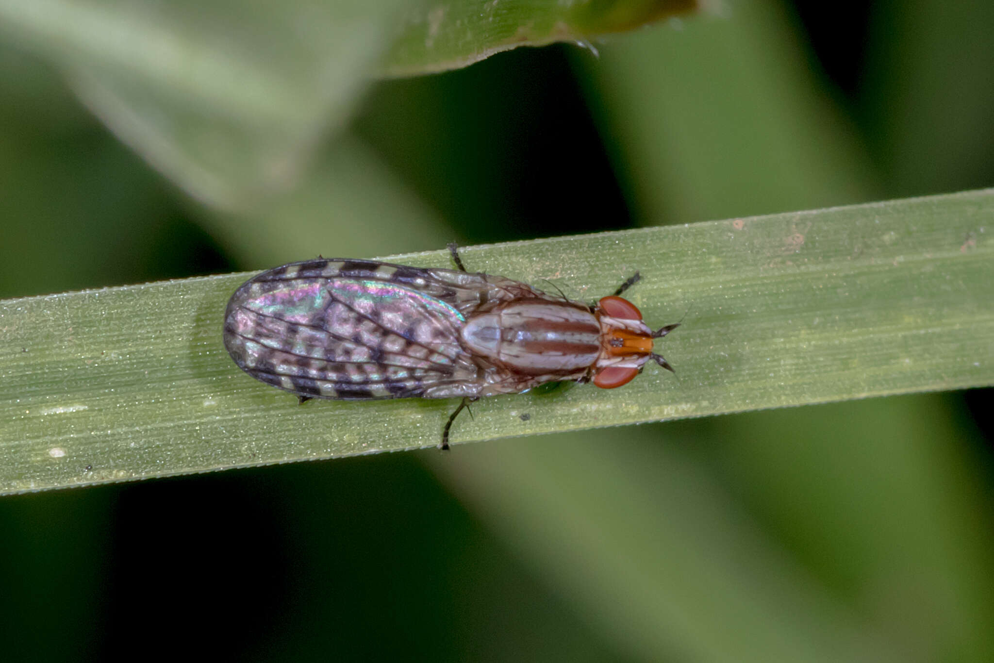 Image of Sapromyza mallochiana Evenhuis & Okadome 1989